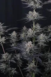 Mendo Guava Auto