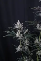 Mendo Guava Auto
