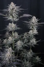 Mendo Guava Auto