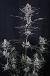 Mendo Guava Auto