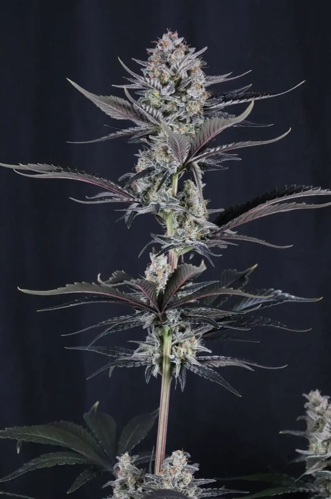 Mendo Guava Auto