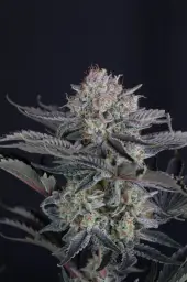 Mendo Frost Auto