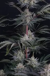 Mendo Frost Auto