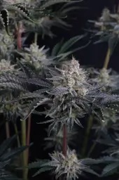 Mendo Frost Auto