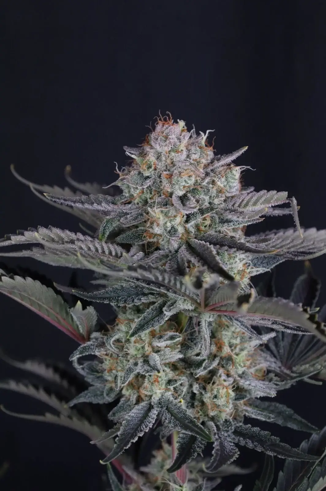 Mendo Frost Auto