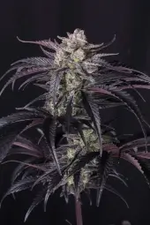 Strawberry Gorilla Auto RF3