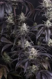Strawberry Gorilla Auto RF3