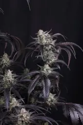 Strawberry Gorilla Auto RF3