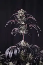 Strawberry Gorilla Auto RF3