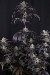Strawberry Gorilla Auto RF3