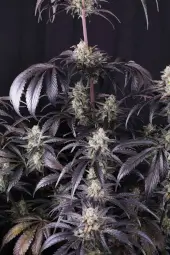 Strawberry Gorilla Auto RF3