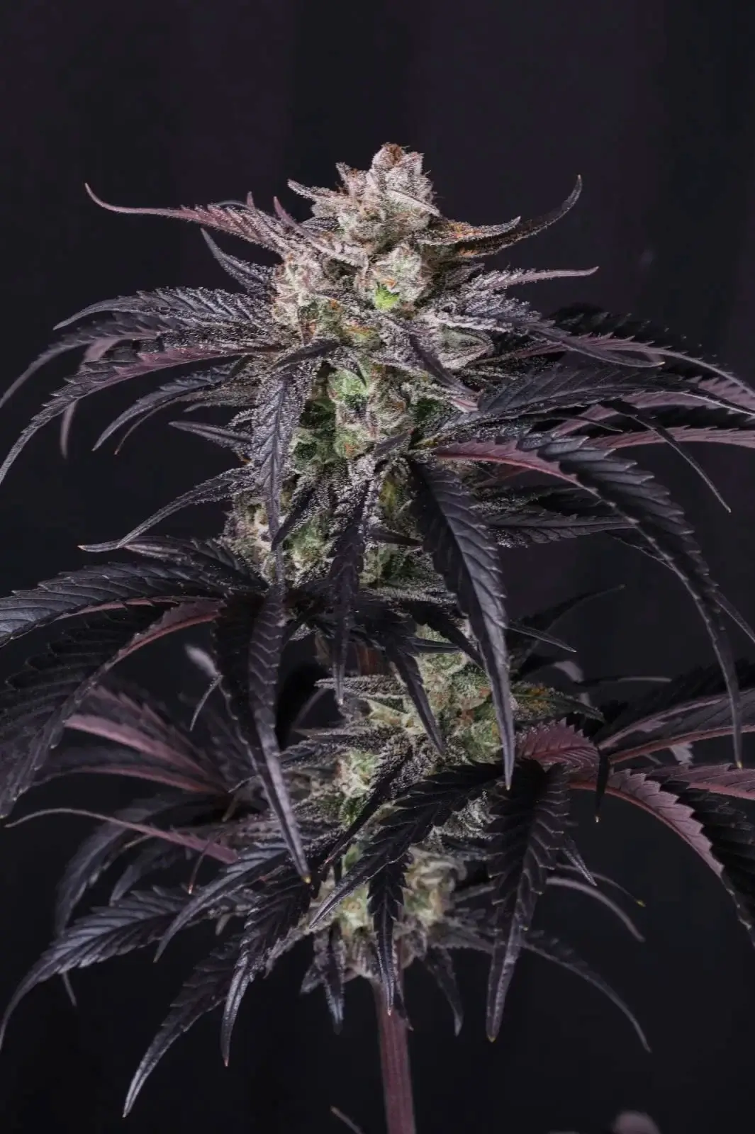 Strawberry Gorilla RF3 Auto