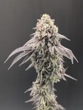 Garlic Mint Sherbet