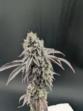 Garlic Mint Sherbet