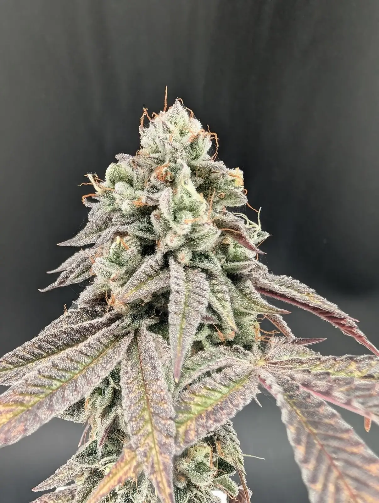 Garlic Mint Sherbet