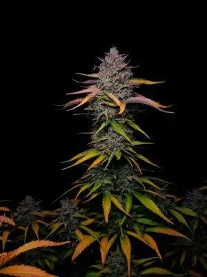 Banana Guava Auto