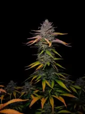 Banana Guava Auto