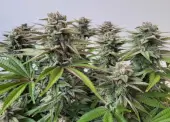 Banana Guava Auto