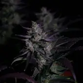 Banana Guava Auto