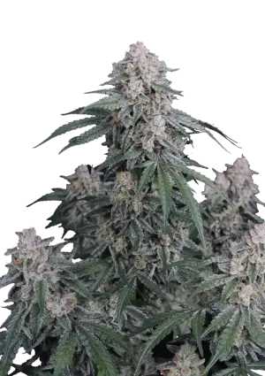 GMO Auto