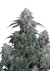 GMO Auto