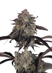 Lemon Cherry Sundae Auto