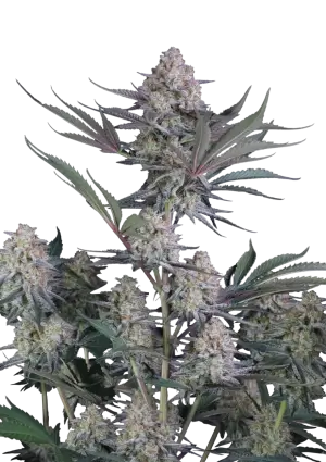 Lemon Tree Auto