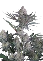 Lemon Tree Auto