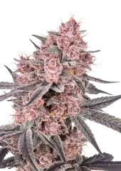 Mango Cherry Runtz Auto