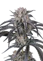 Mango Frost Auto