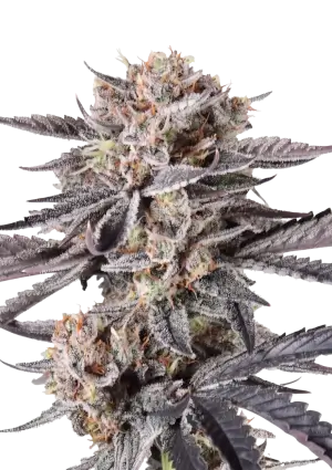 Mendo Cherry Cookies Auto