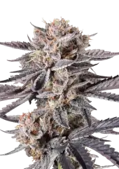 Mendo Cherry Cookies Auto