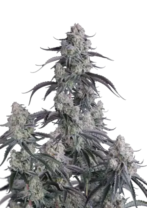 Pineapple OG Auto