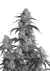 Pineapple OG Auto