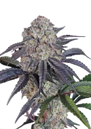 Sundae Frost Auto