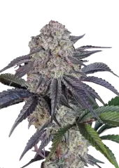 Sundae Frost Auto