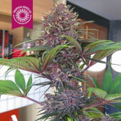 Bisho Purple