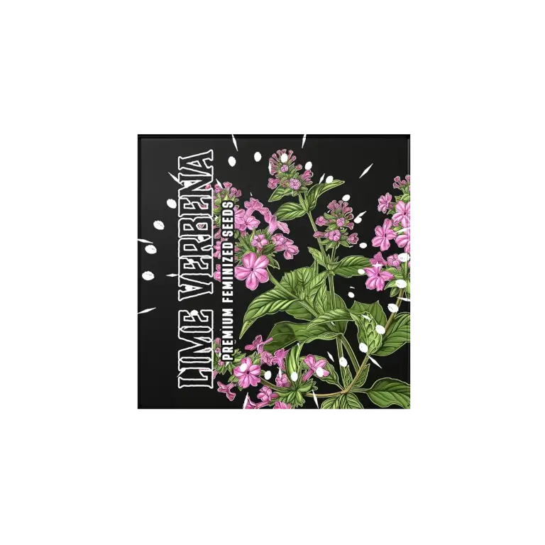 Lime Verbena