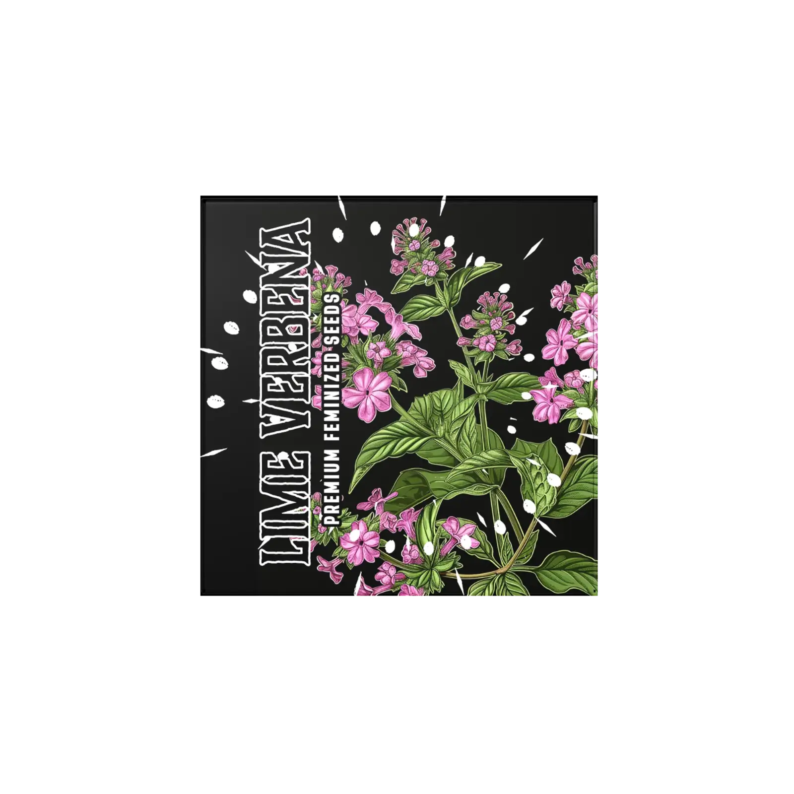 Lime Verbena