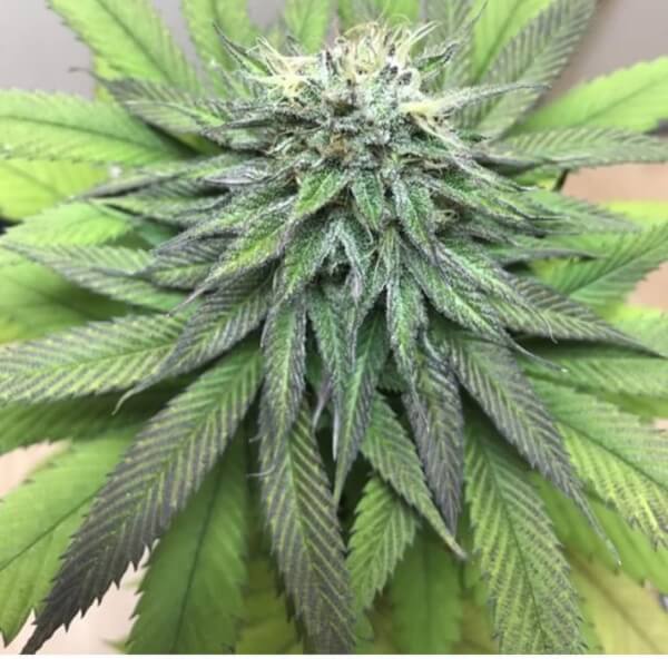 SFV OG
