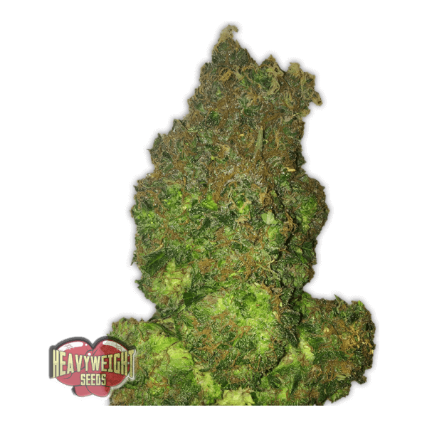 Fruit Punch Auto