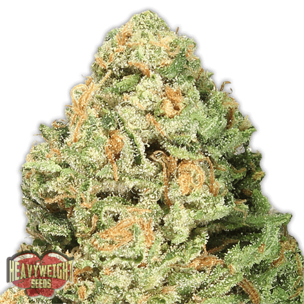 Fruit Punch