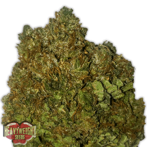 Money Bush