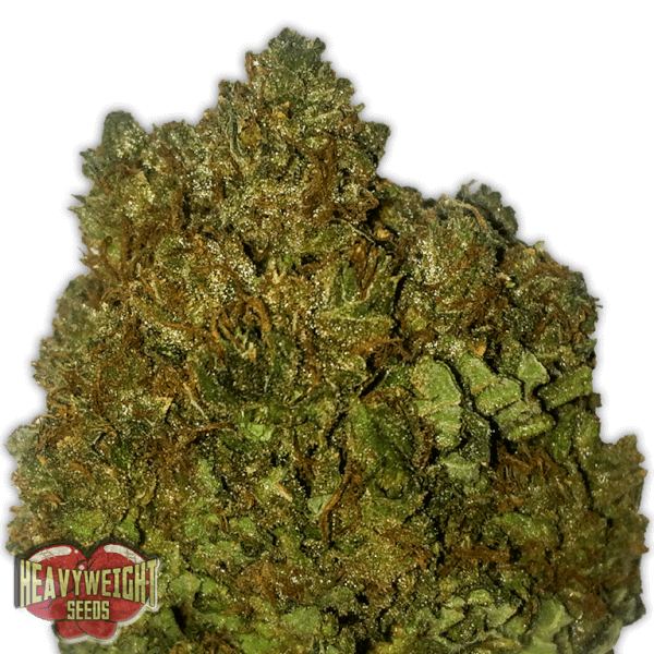 Money Bush