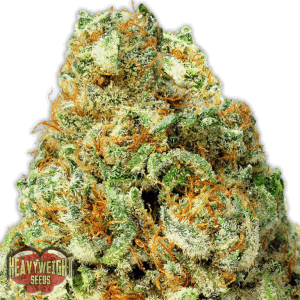 Turbo Bud Auto