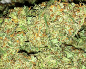 Turbo Bud Auto
