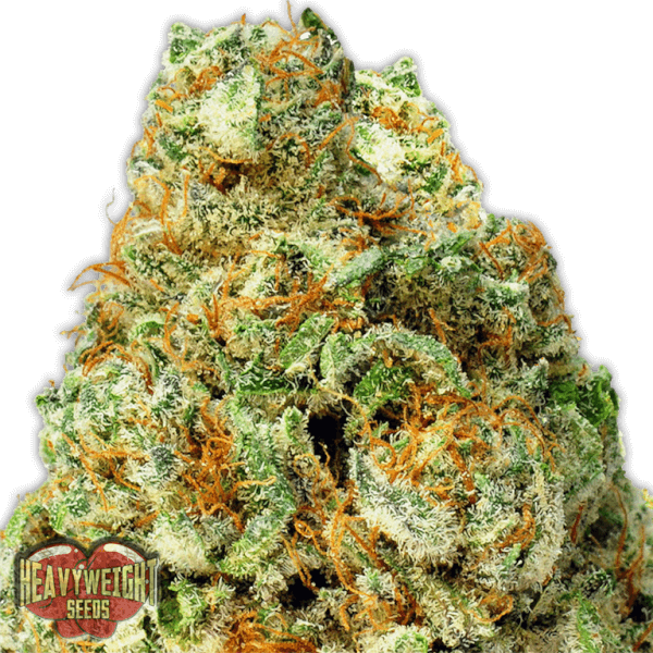 Turbo Bud Auto