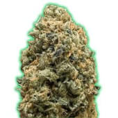 Monster Bruce Banner Auto