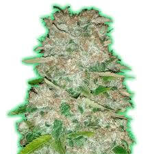 Monster Gorilla Glue