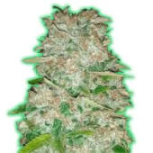 Monster Gorilla Glue